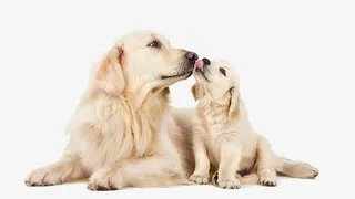 大狗与小狗免抠