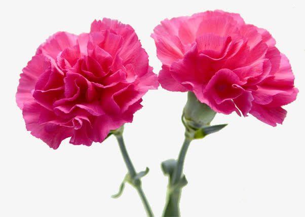 粉色鲜花花朵植物装饰节日免抠