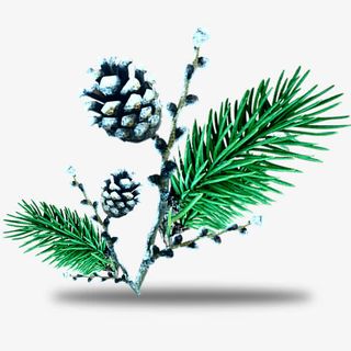 秋天的松树枝干和松果免抠