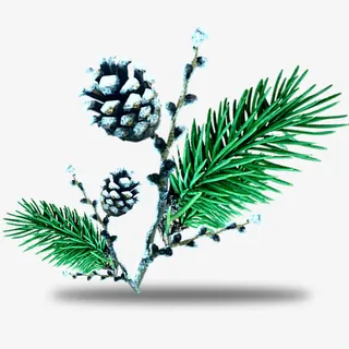 秋天的松树枝干和松果免抠