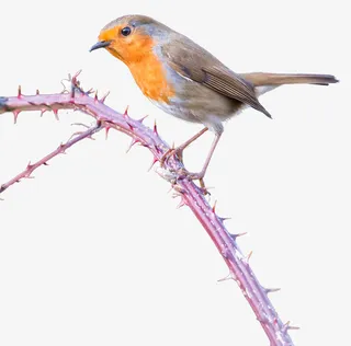 在带刺树枝上的小鸟免抠