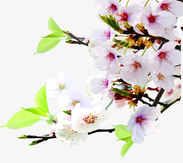 白色唯美花朵植物装饰春天免抠