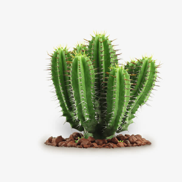 植物仙人掌免抠