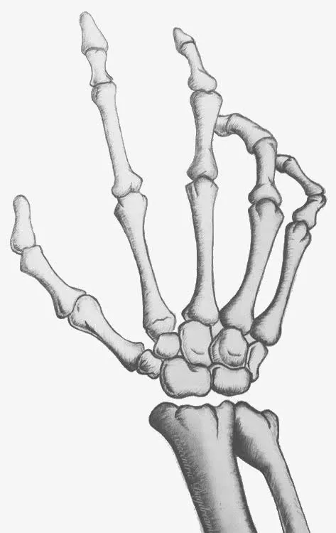 手掌骨架免抠