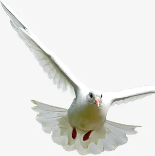 在布拉格广场上的小白鸽免抠