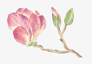 树枝上的花朵免抠