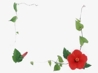 红花绿叶淡雅边框免抠