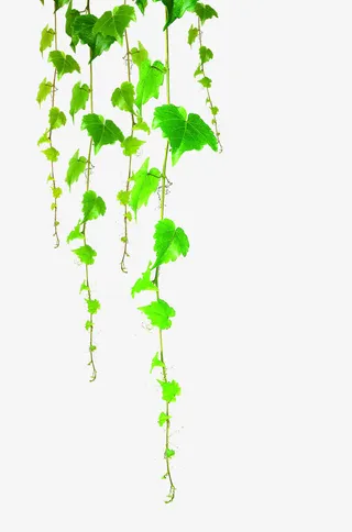 绿色清新春天树藤免抠
