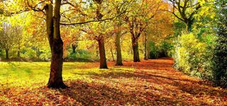 秋季树林背景高清