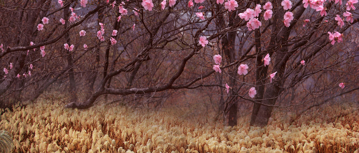 桃花林背景图高清