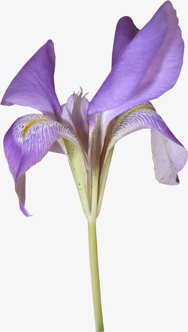 漂亮藏红花免抠