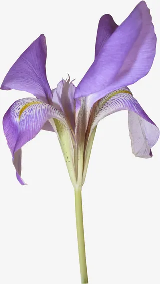 漂亮藏红花免抠