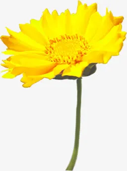 黄色精美黄色春天花朵免抠