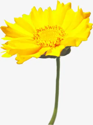 黄色精美黄色春天花朵免抠