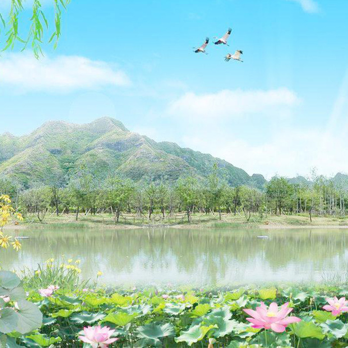 自然荷花背景图高清