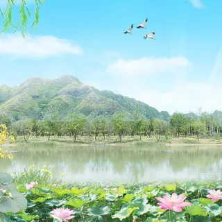 自然荷花背景图高清