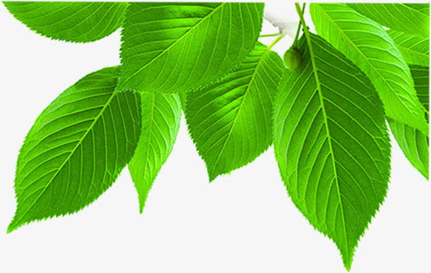 春天绿叶高清植物免抠