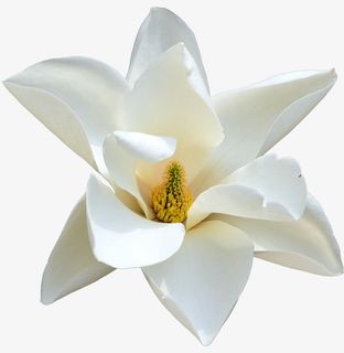 卡通手绘玉兰花开免抠