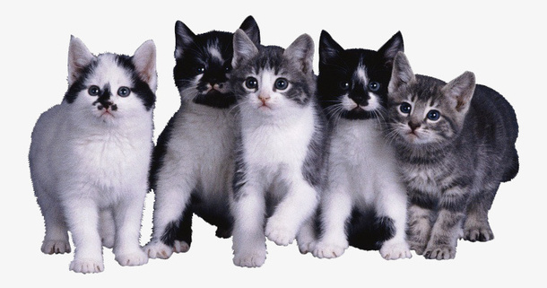 一群小猫免抠