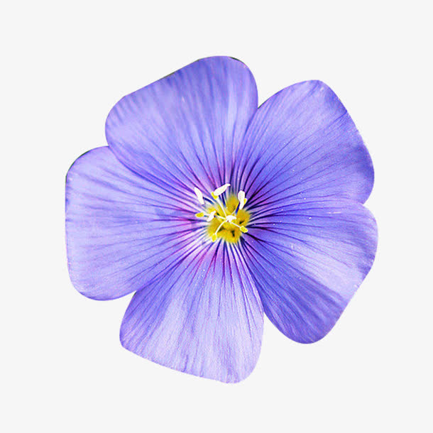 开放的亚麻籽花图片素材免抠