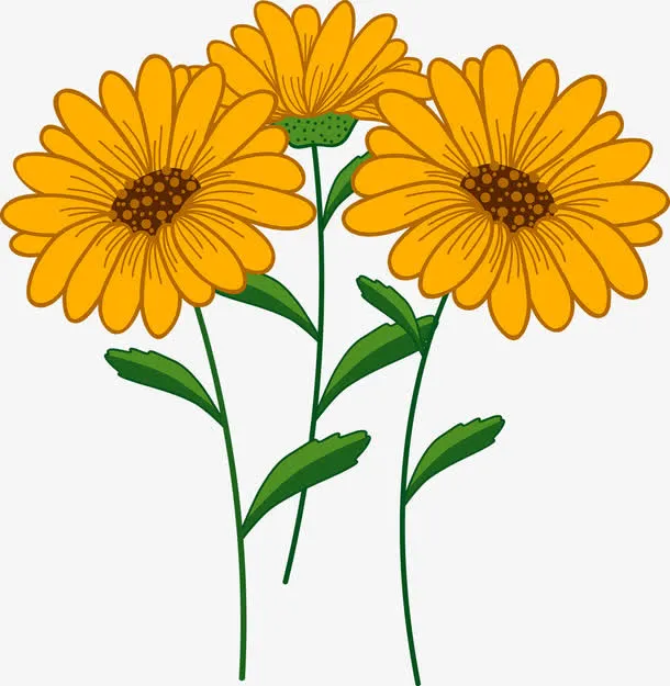 菊花免抠