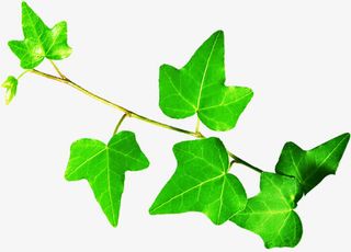 绿色新鲜树叶树枝免抠