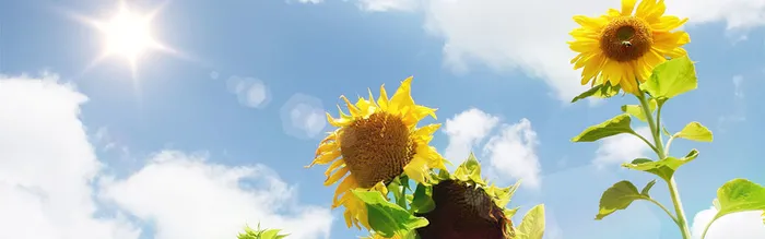 葵花背景 banner高清
