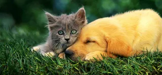 唯美动物背景高清