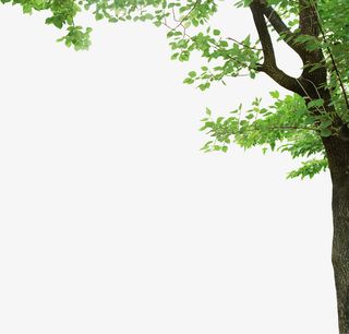 林荫树木大树免抠