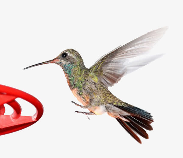 飞奔的小鸟免抠