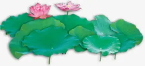 绿色荷叶荷花美景池塘免抠
