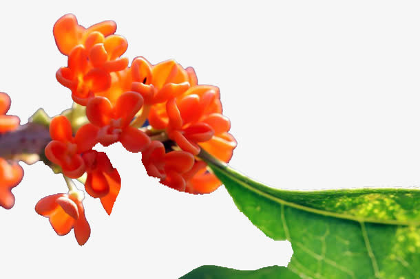 桂花花朵免抠