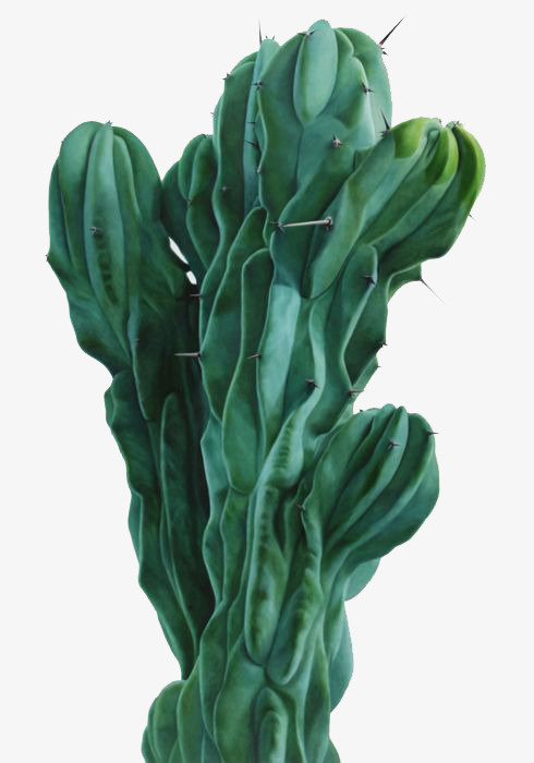 仙人掌免抠