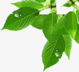 淘宝雪纺长裙免抠