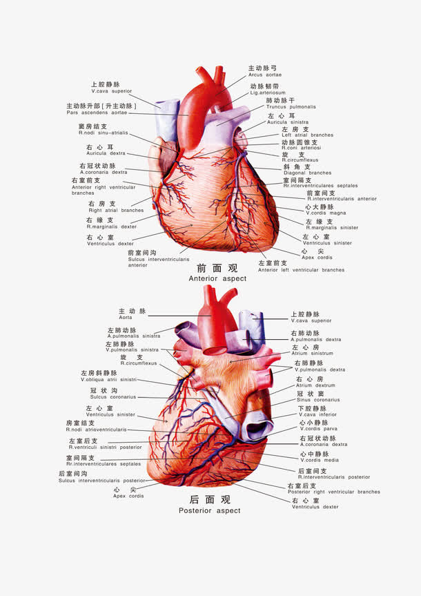 人体科室心脏挂图免抠