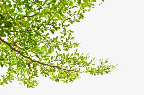 春天的树枝免抠 春天的树枝免抠