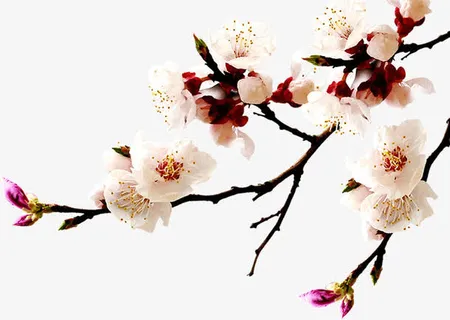 枝头桃花免抠 枝头桃花免抠