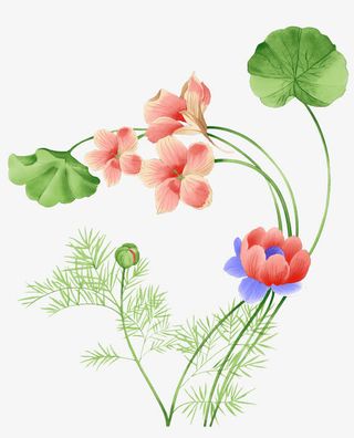 手绘的荷花背景装饰