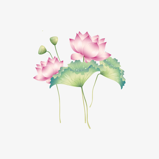 荷花，荷叶png，免扣免抠