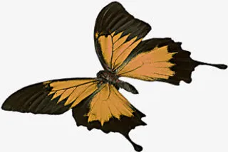 卡通春天艺术手绘蝴蝶免抠装饰动物元素