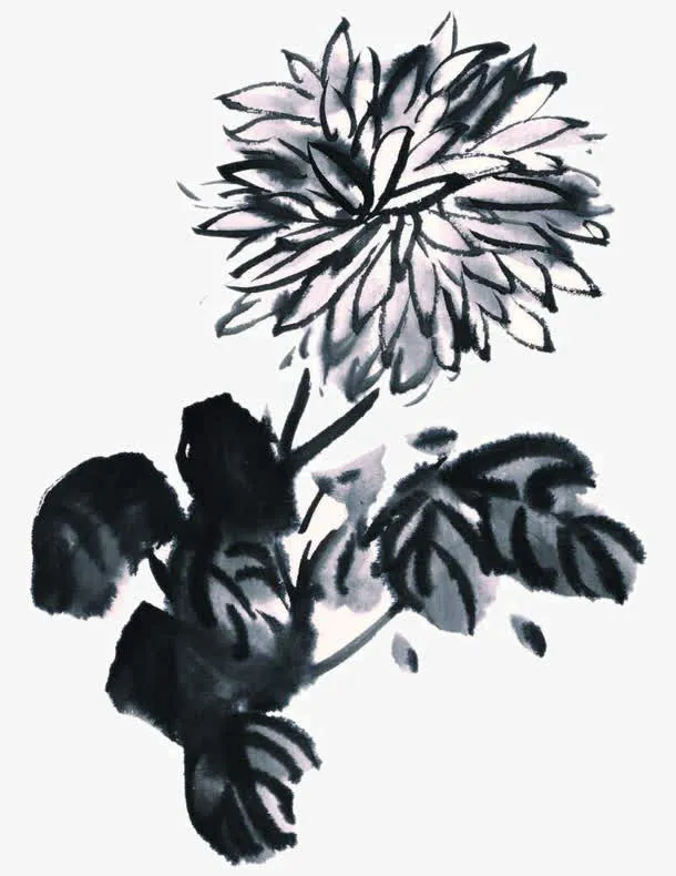 写意菊花免抠