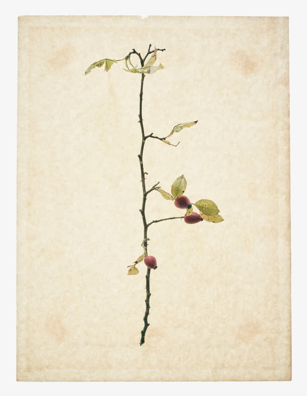 手绘植物绘画纸张免抠