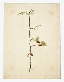 手绘植物绘画纸张免抠 手绘植物绘画纸张免抠