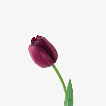 花朵免抠