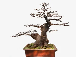 春天梅花树上梅花开了免抠