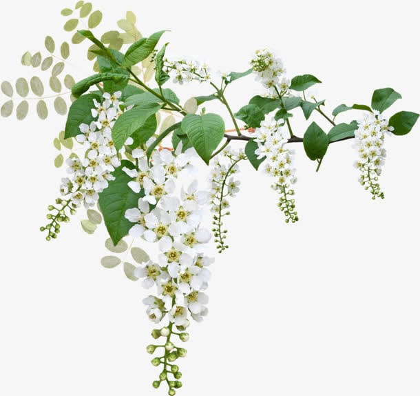 白色鲜花免抠