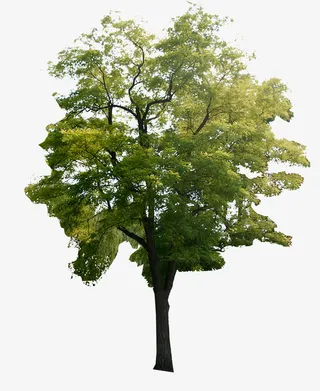 免扣素材——国槐免抠