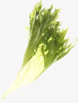 绿叶蔬菜漂浮免抠