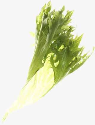 绿叶蔬菜漂浮免抠