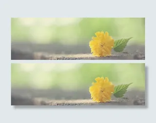 清新黄色花朵海报背景免抠